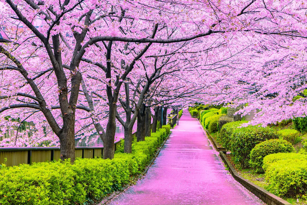 Hopium Health Cherry Blossoms, Zen, and the Secret to Happiness