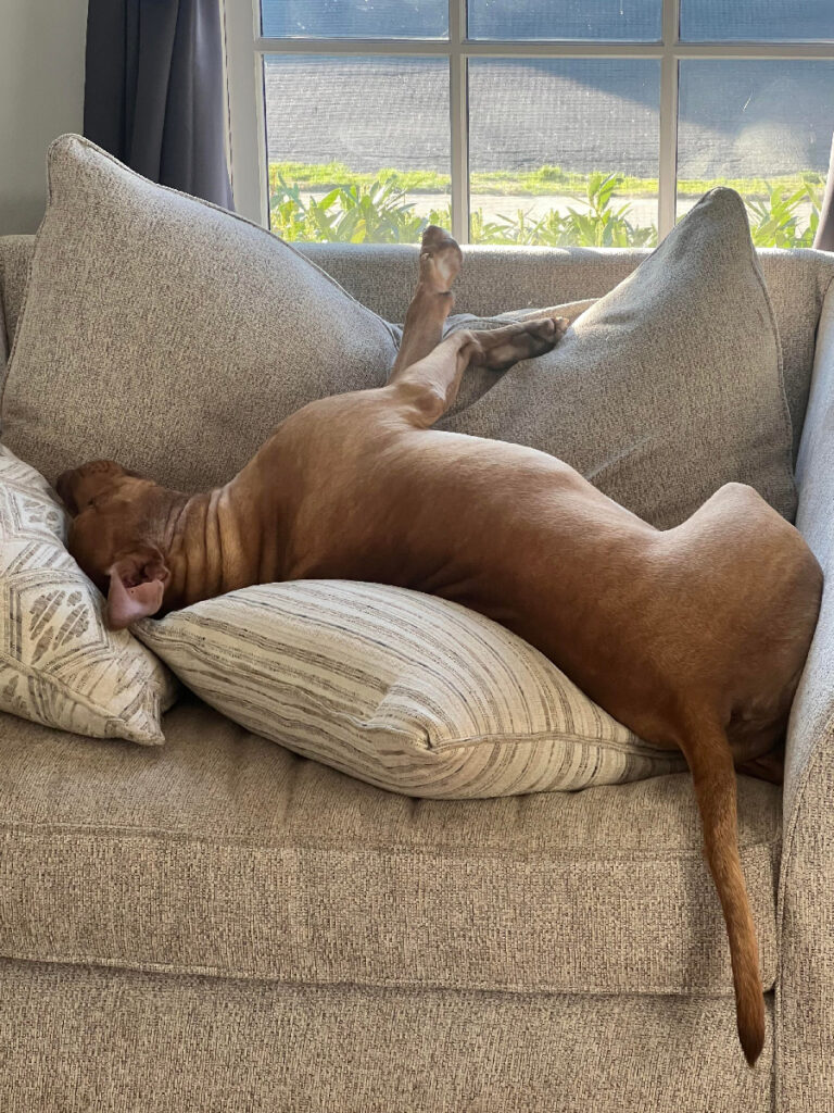 A brown dog sprawled belly-down across couch cushions, sleeping peacefully in a sunlit living room.