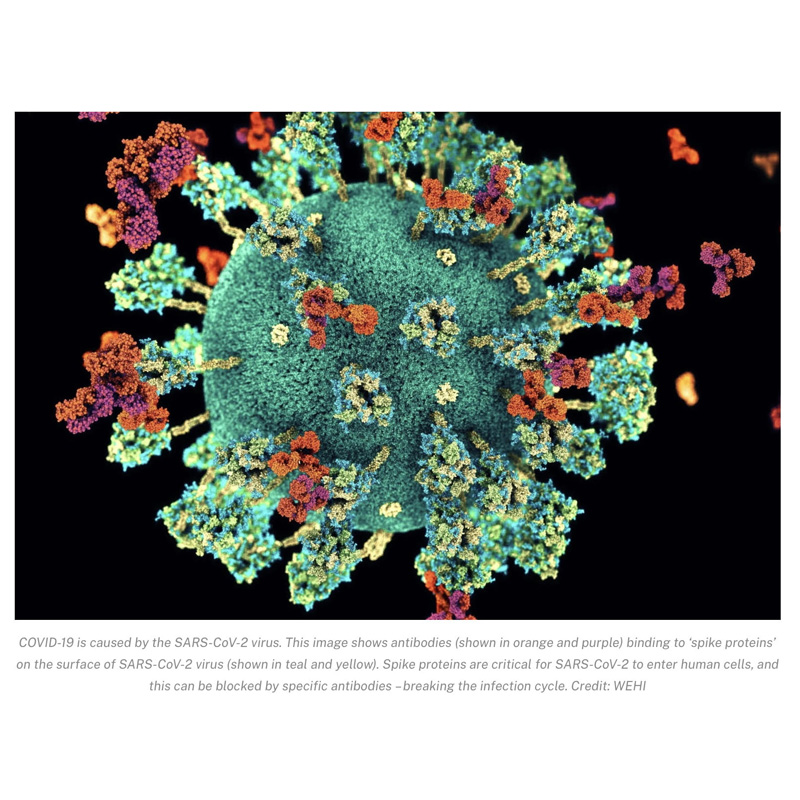 A clean infographic showing three summary notes for a long COVID article, including an emoji version, a teaser-style note, and a standard version—highlighting WEHI’s new treatment discovery.