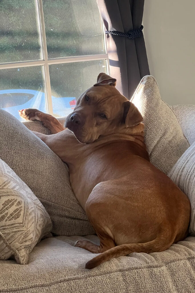 Brown dog lounging on a couch by the window.
